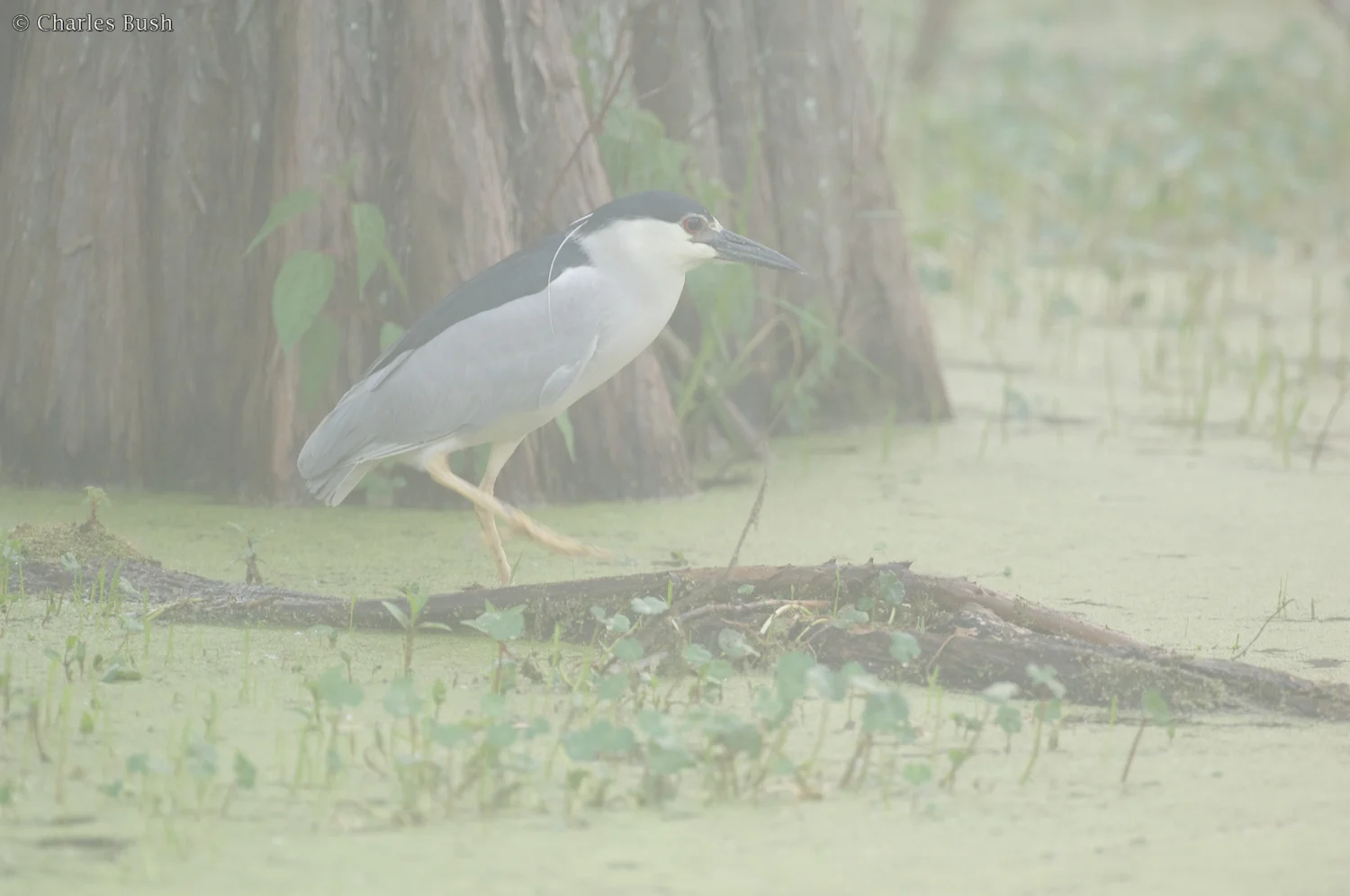 Black Crowned Night Herton at Lake Martin