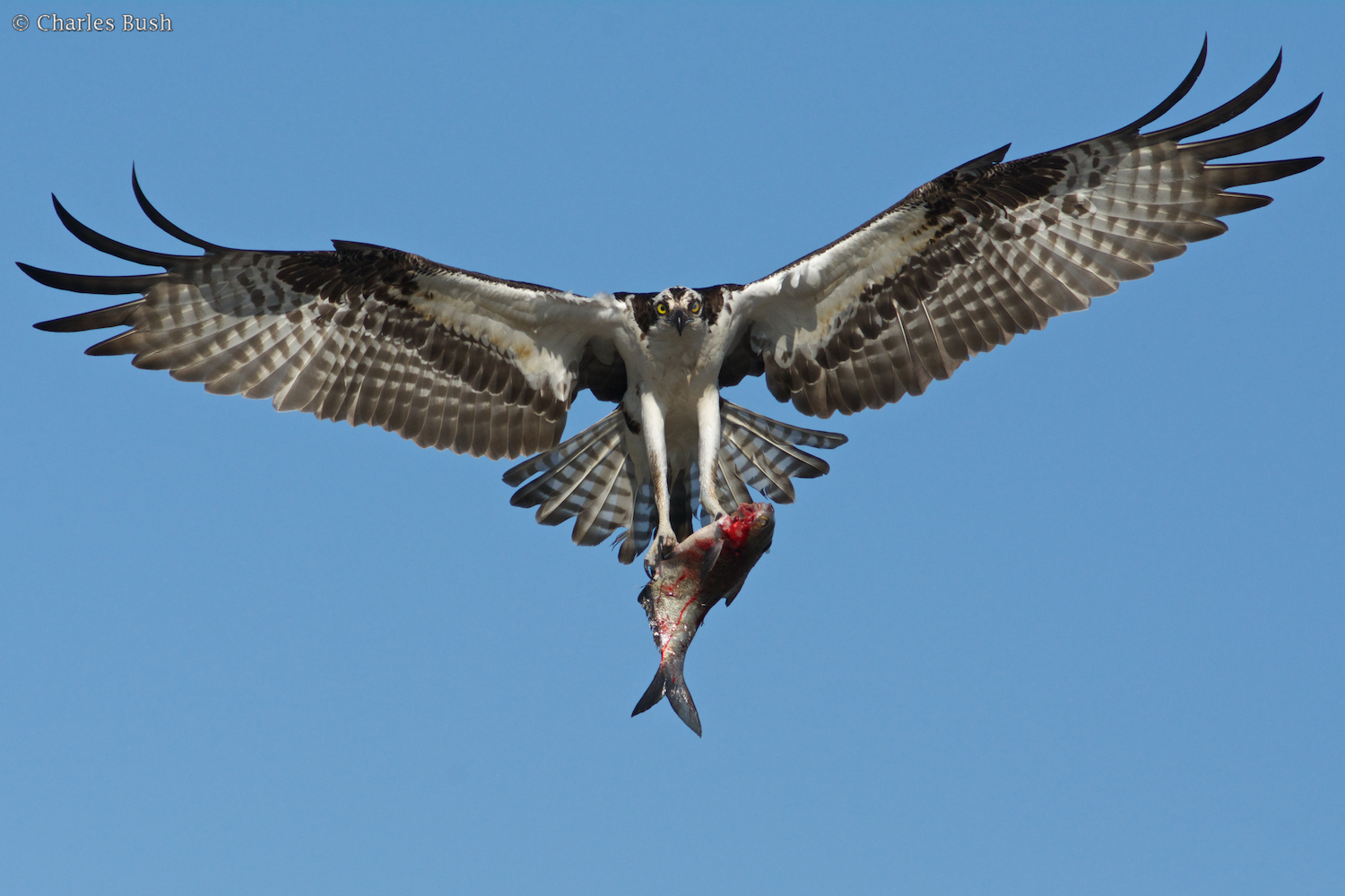 Osprey in Flight with Fish