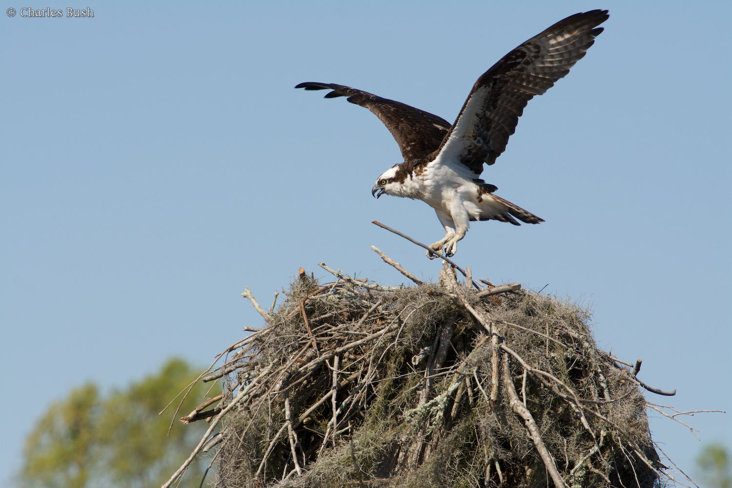 Osprey bringing Stick to the Nest
