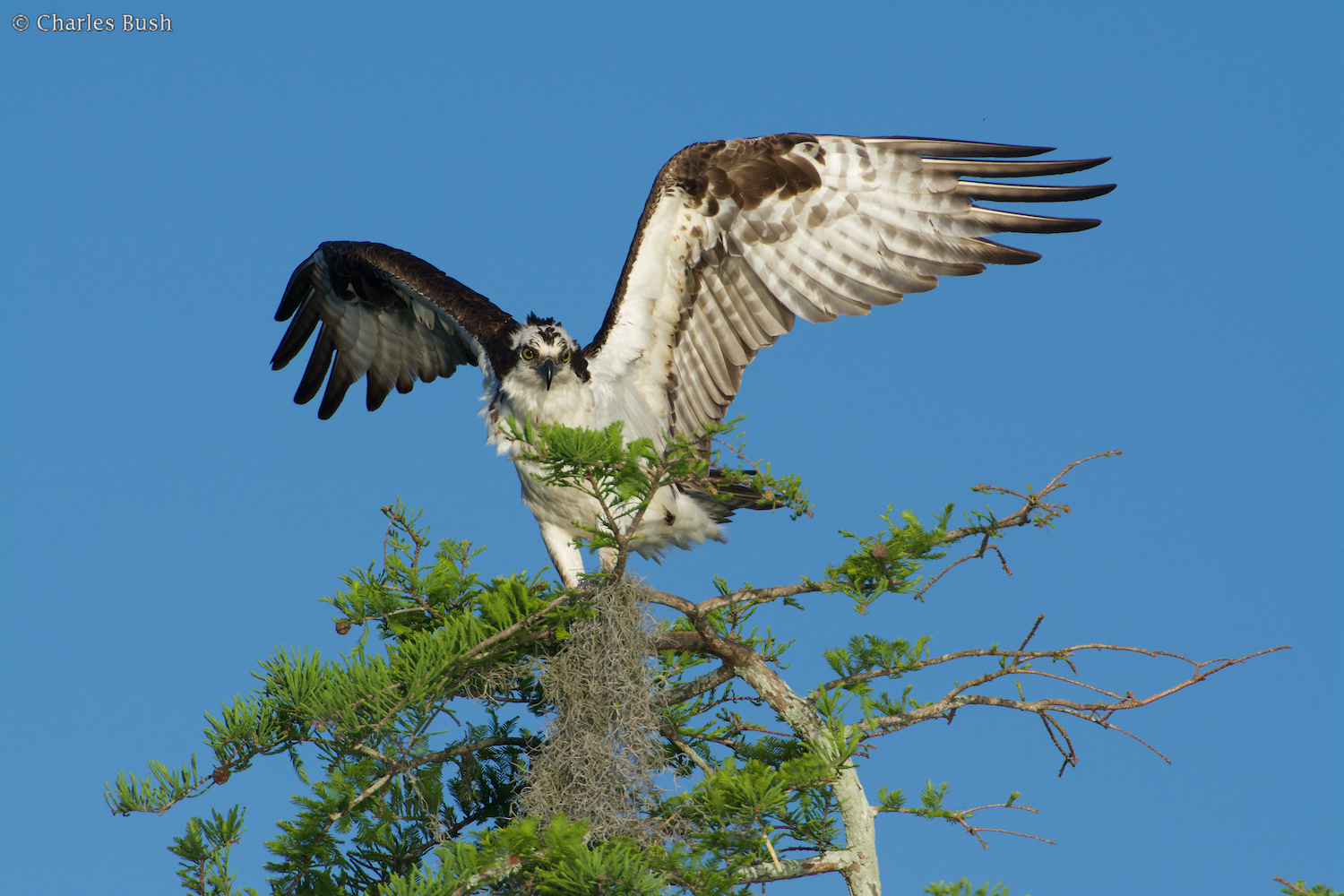 Osprey on Nest