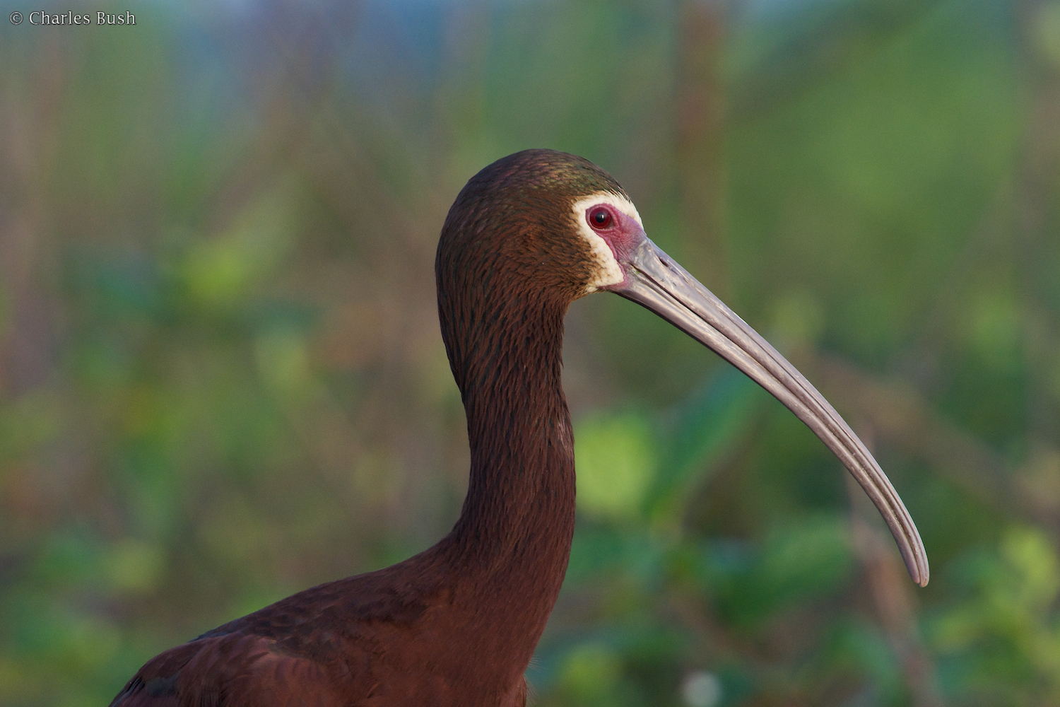 White Faced Ibis