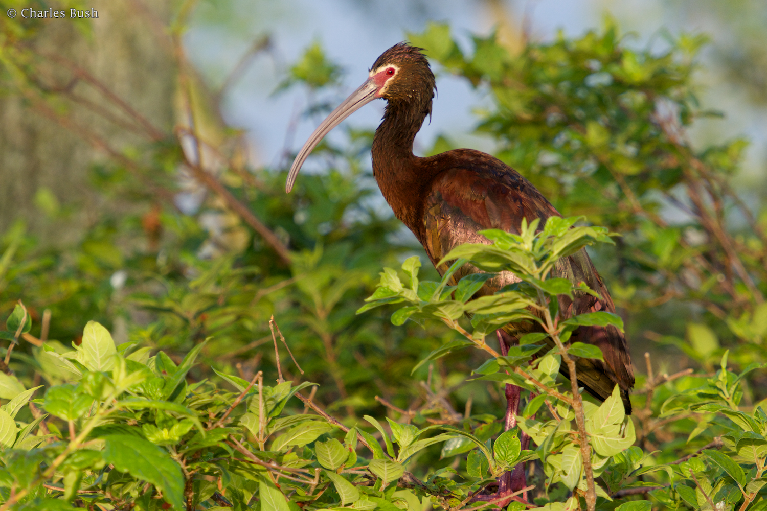 White Faced Ibis