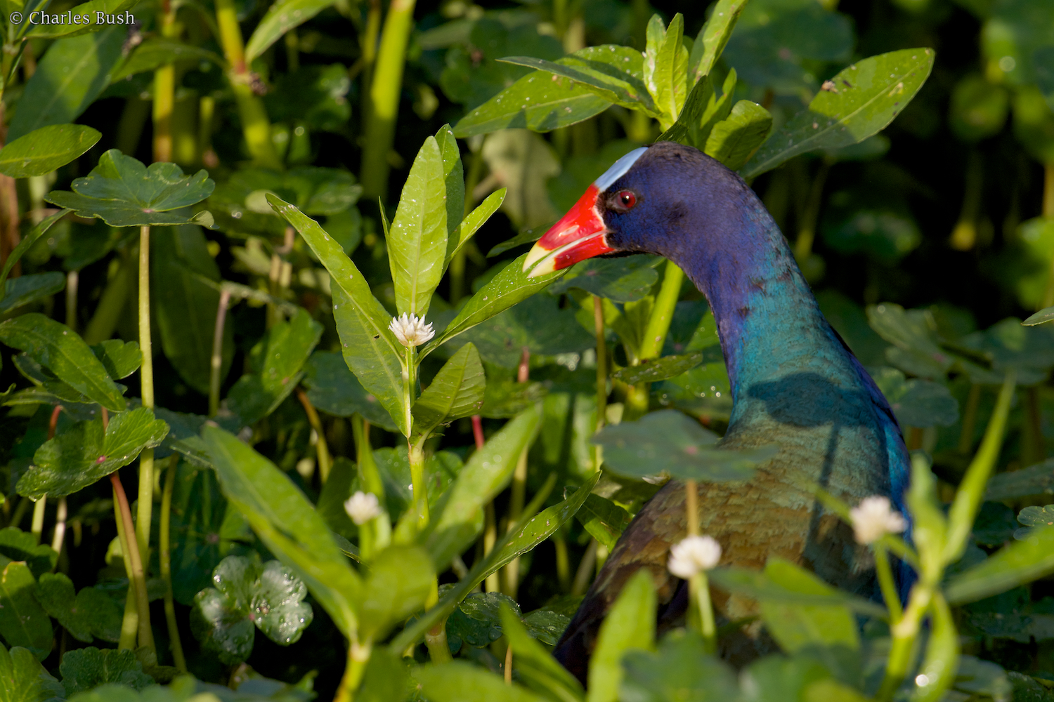 Purple Gallinule