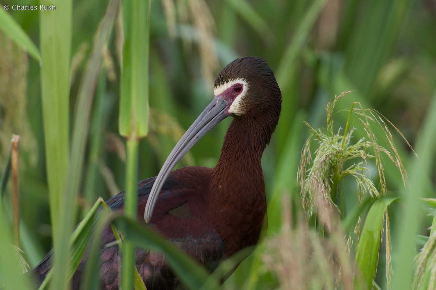 White Faced Ibis