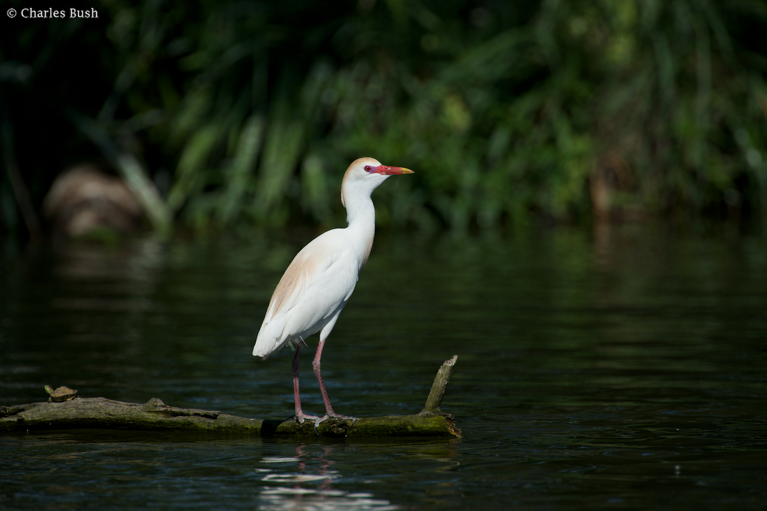 Cattle Egret