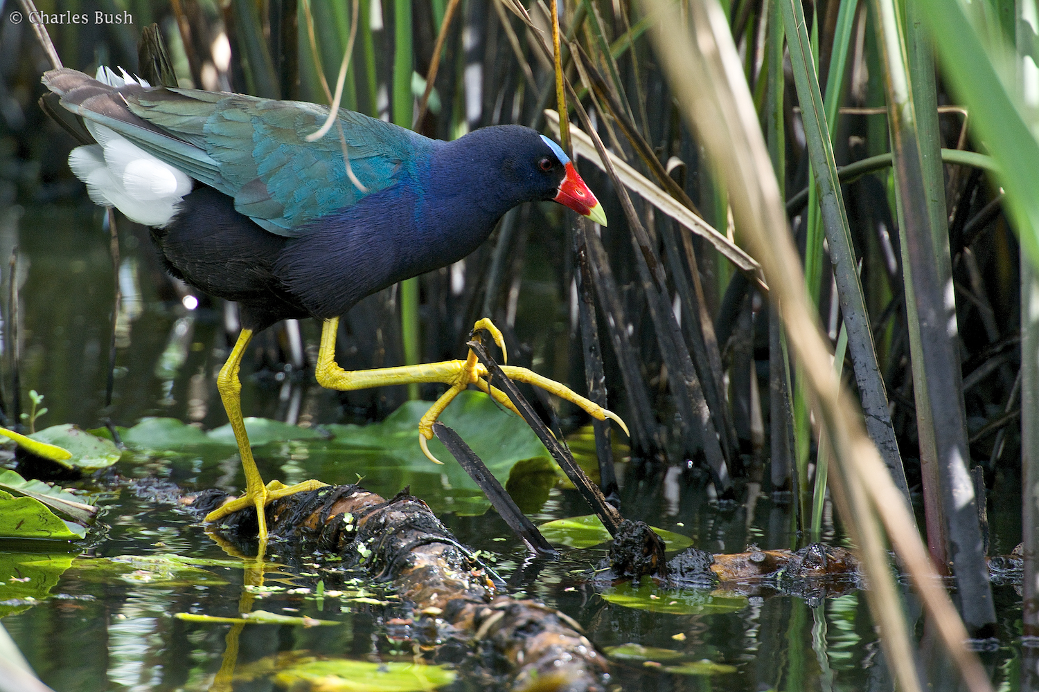 Purple Gallinule