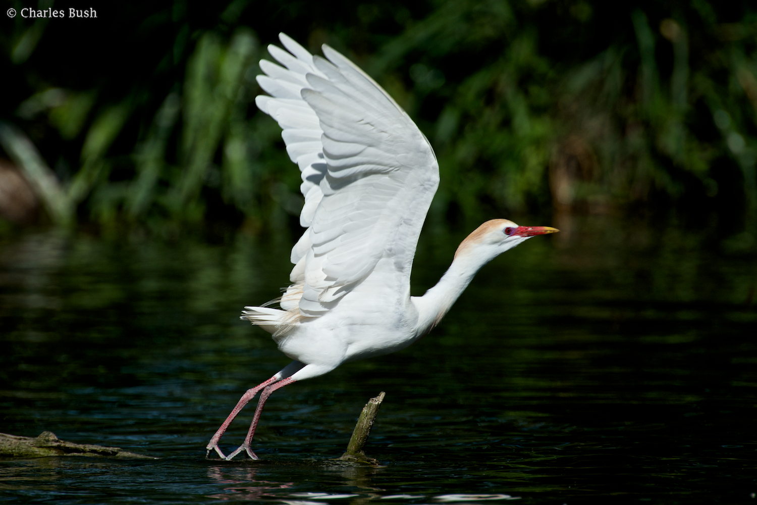 Cattle Egret in Flight
