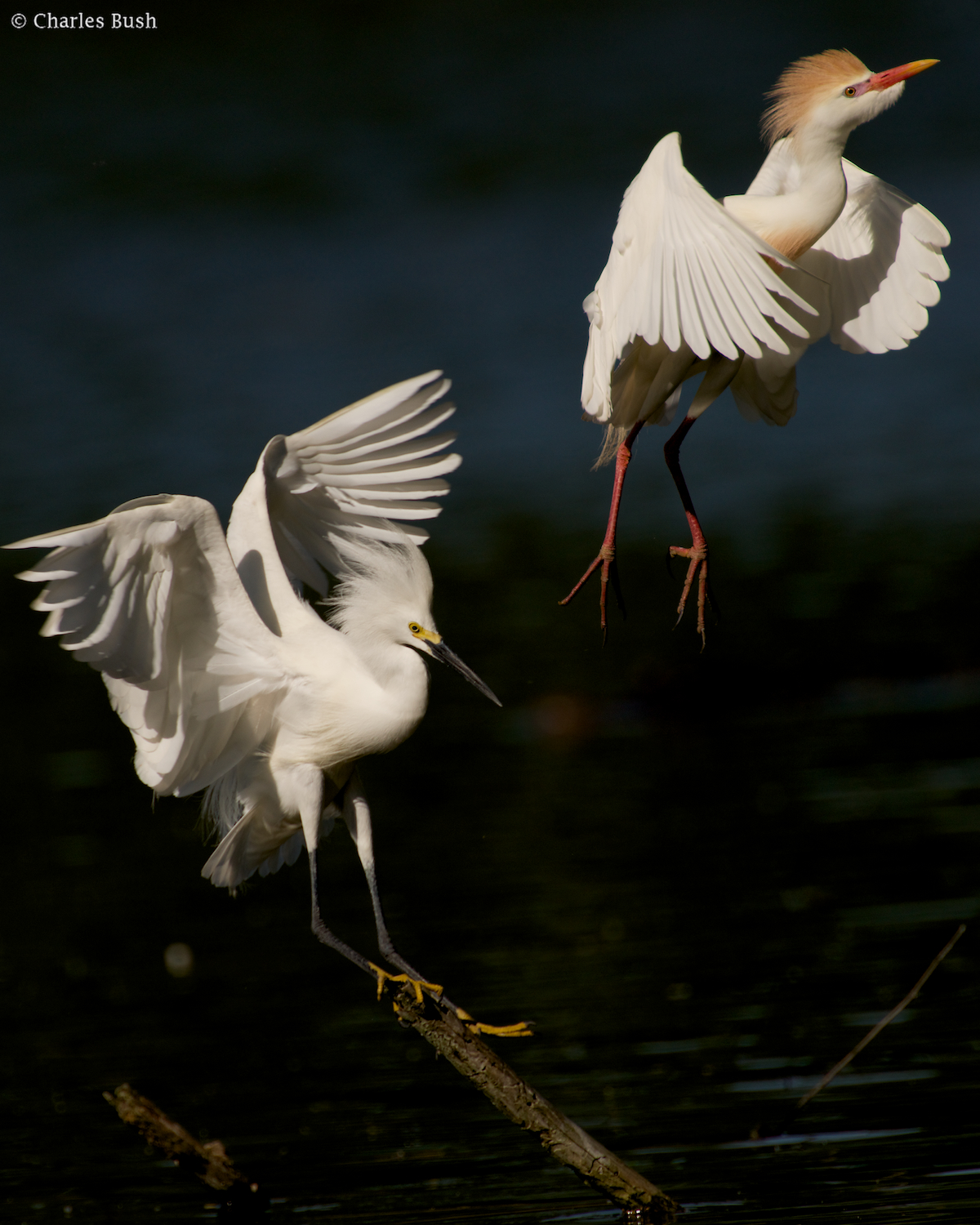 Snowy Egret Evicting Cattle Egret from Perch