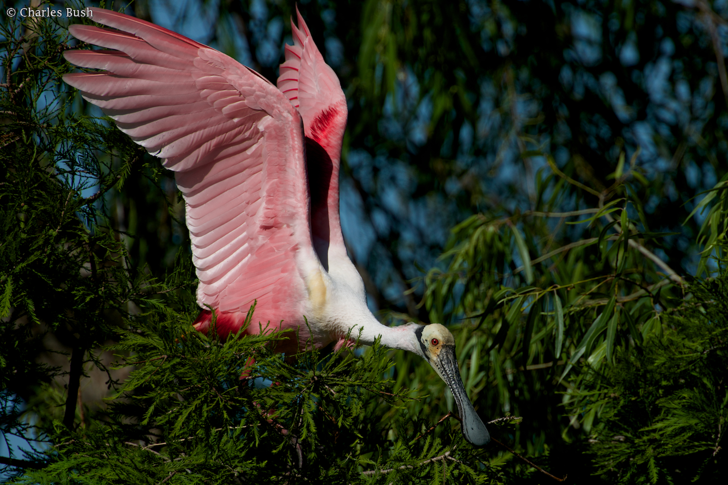 Roseate Spoonbill