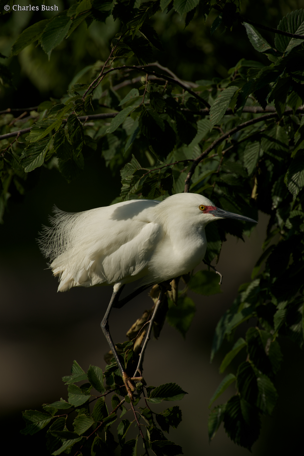 Snowy Egret