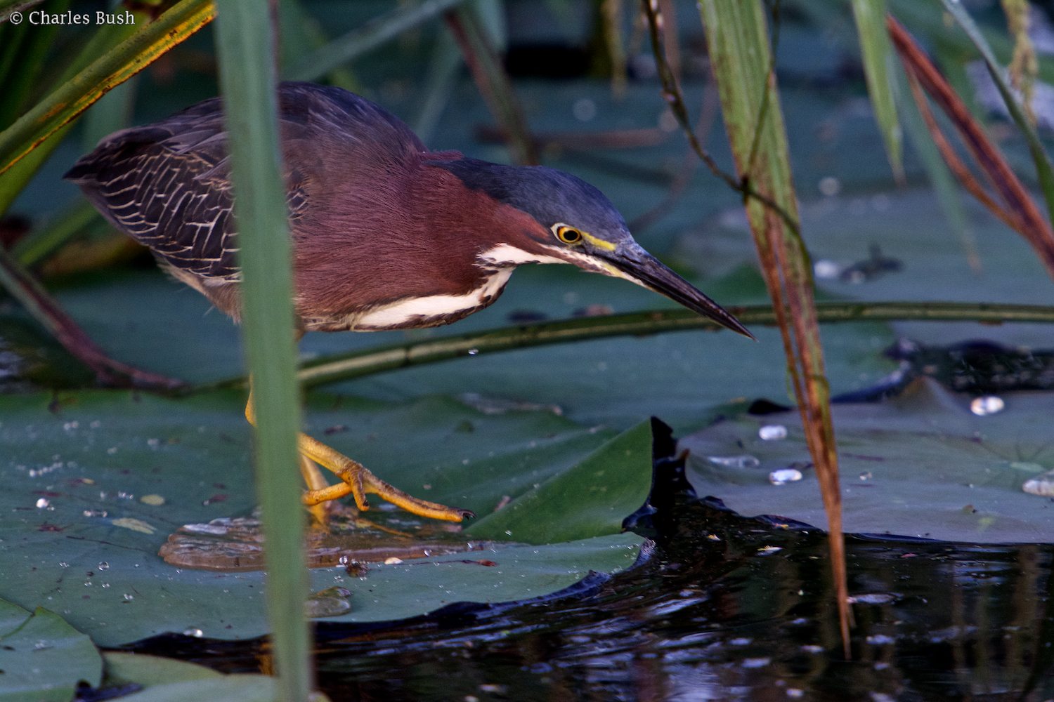 Little Green Heron