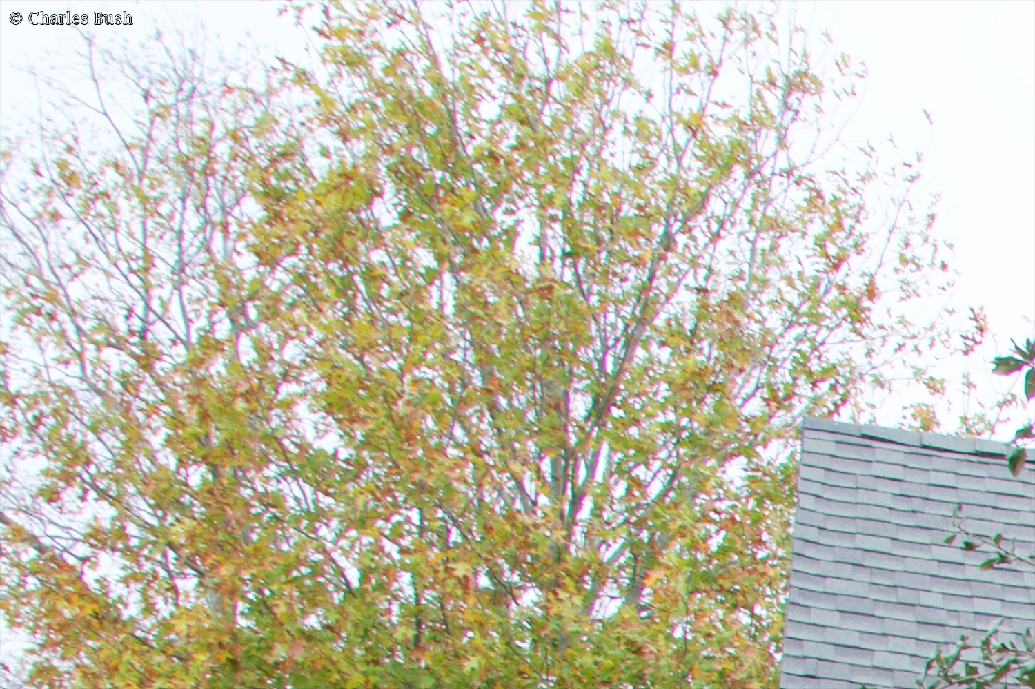 Crop of the Above shot showing Chromatic Aberration