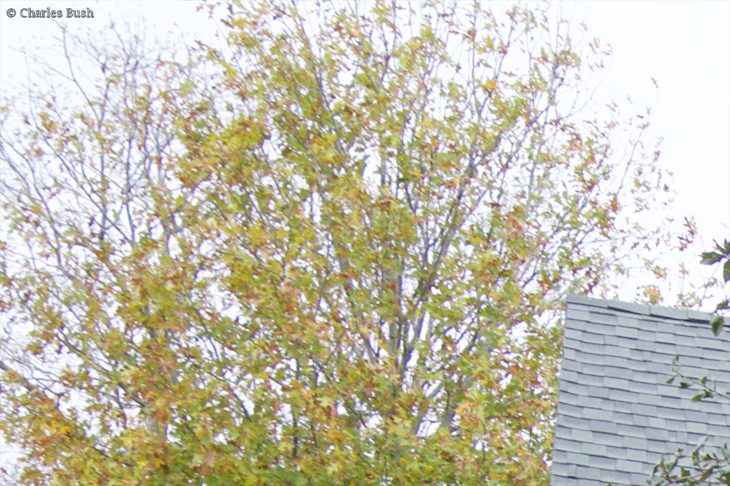 Same crop of the above image with Chromatic Aberration Corrected using Apple Aperture