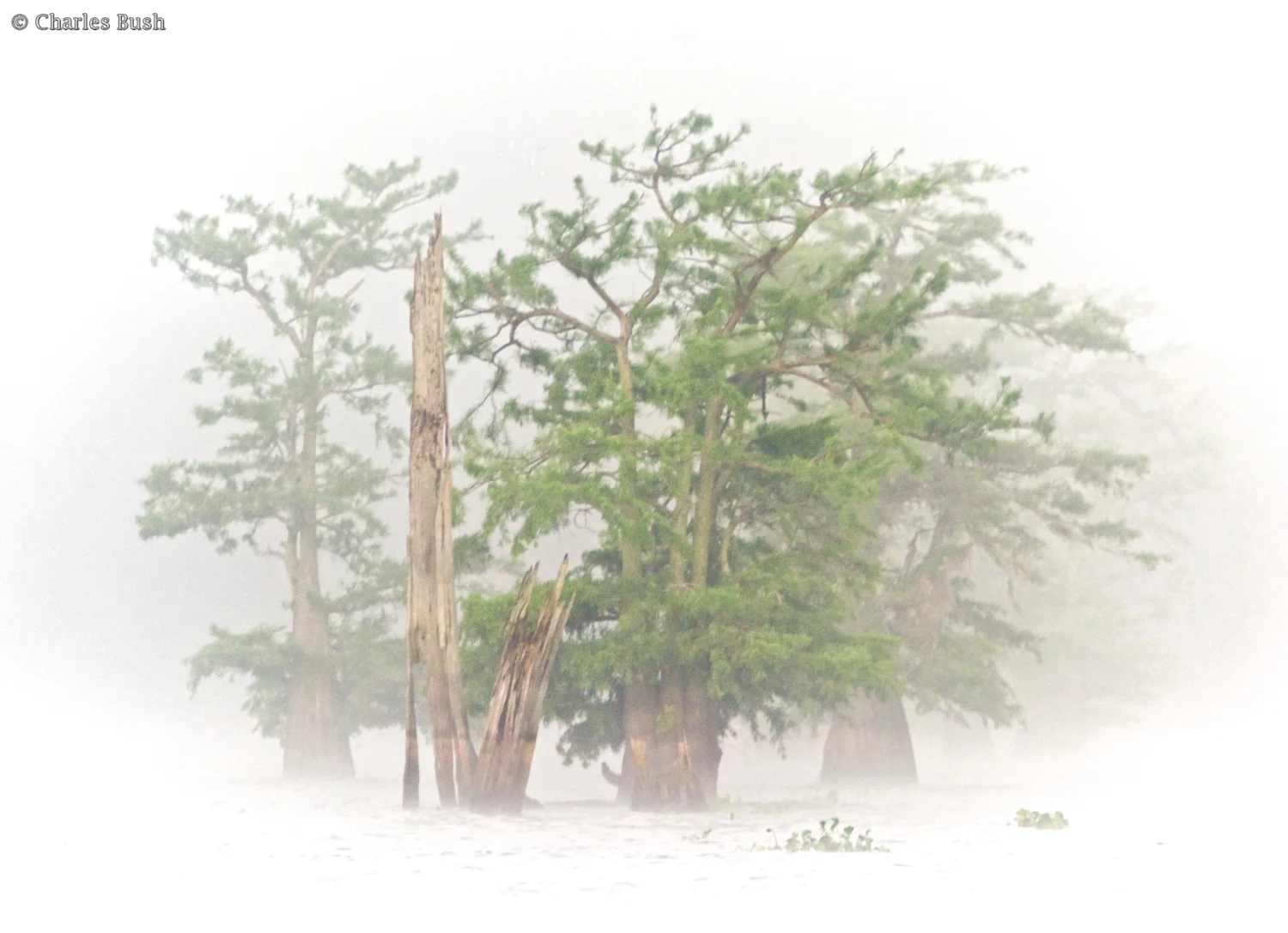Taken with a Nikkor 70-200 with a 1.4 Teleconverter at 310mm 100 ft from trees. Focused on the front stump.