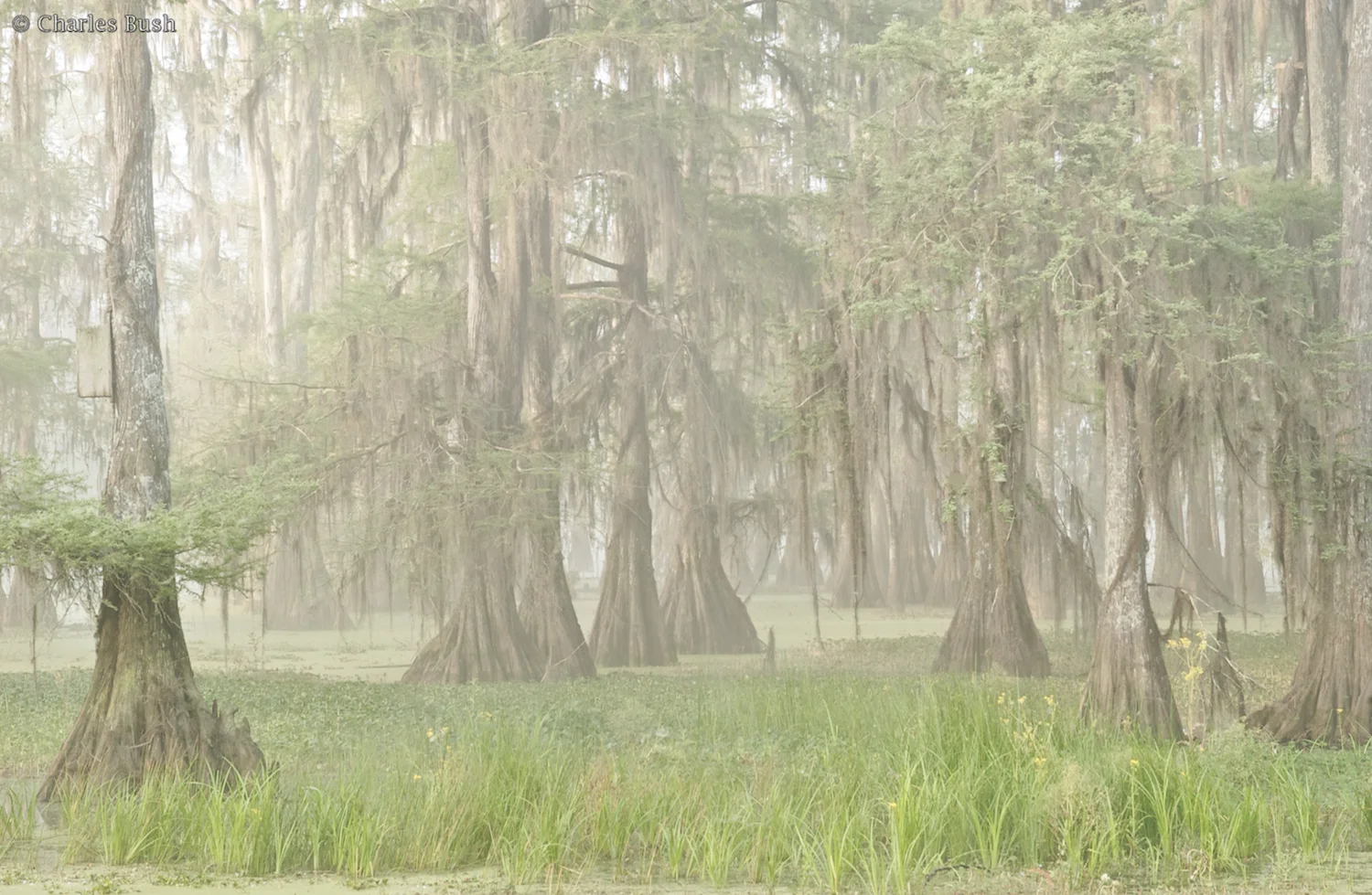 Taken with a Nikkor 28-70 @ 70mm @ f11, Focus on Foreground Grasses.