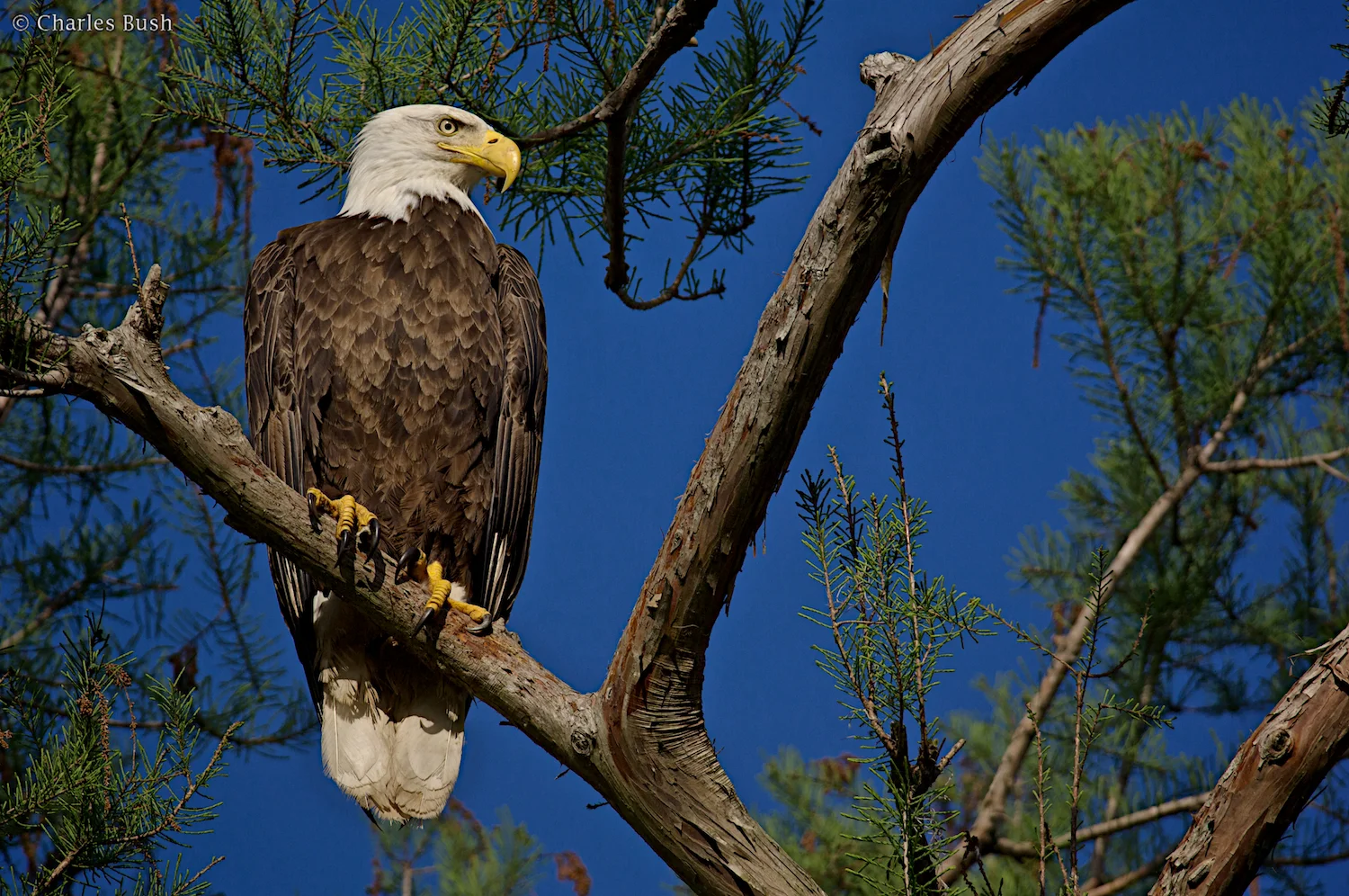Bald Eagle Atchafalaya Basin