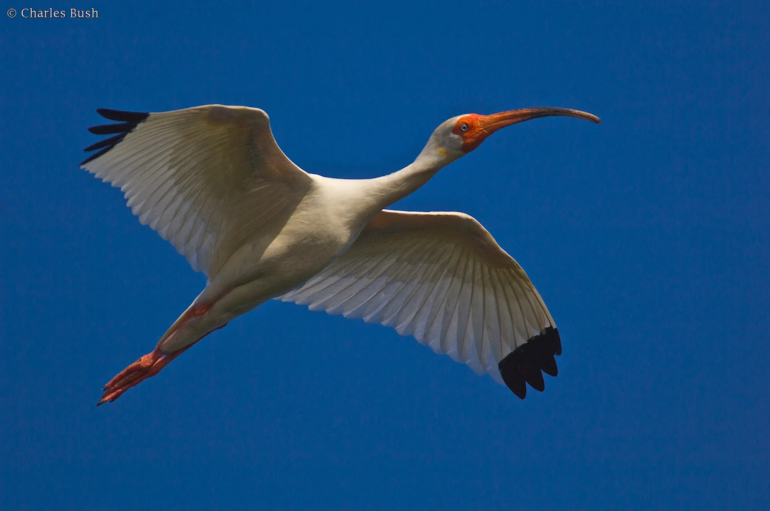 White Ibis in Breeding Plumage Millers Lake - Taken with Nikon D2X and Nikkor 300 AFS F/4 with TC-14e Teleconverter