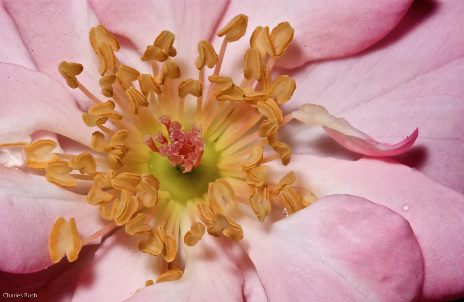 Rose Macro Shot