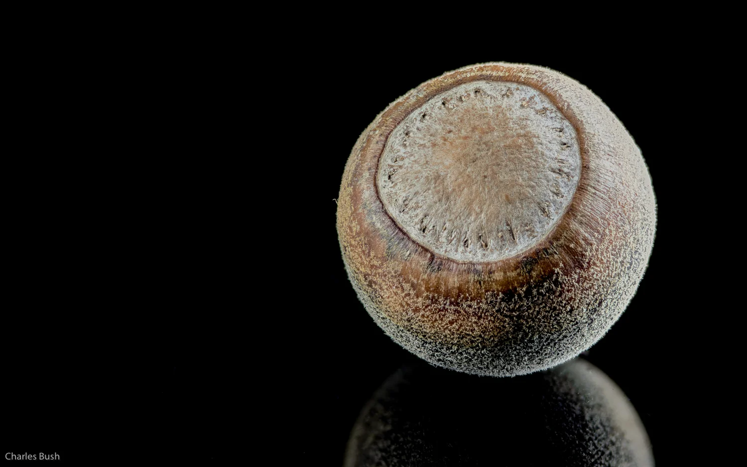 Focus Stack Image of a Small Acorn