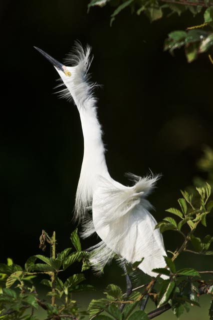 Snowy Egret, dark background