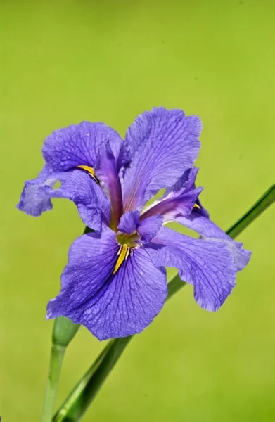 Sunlit Iris