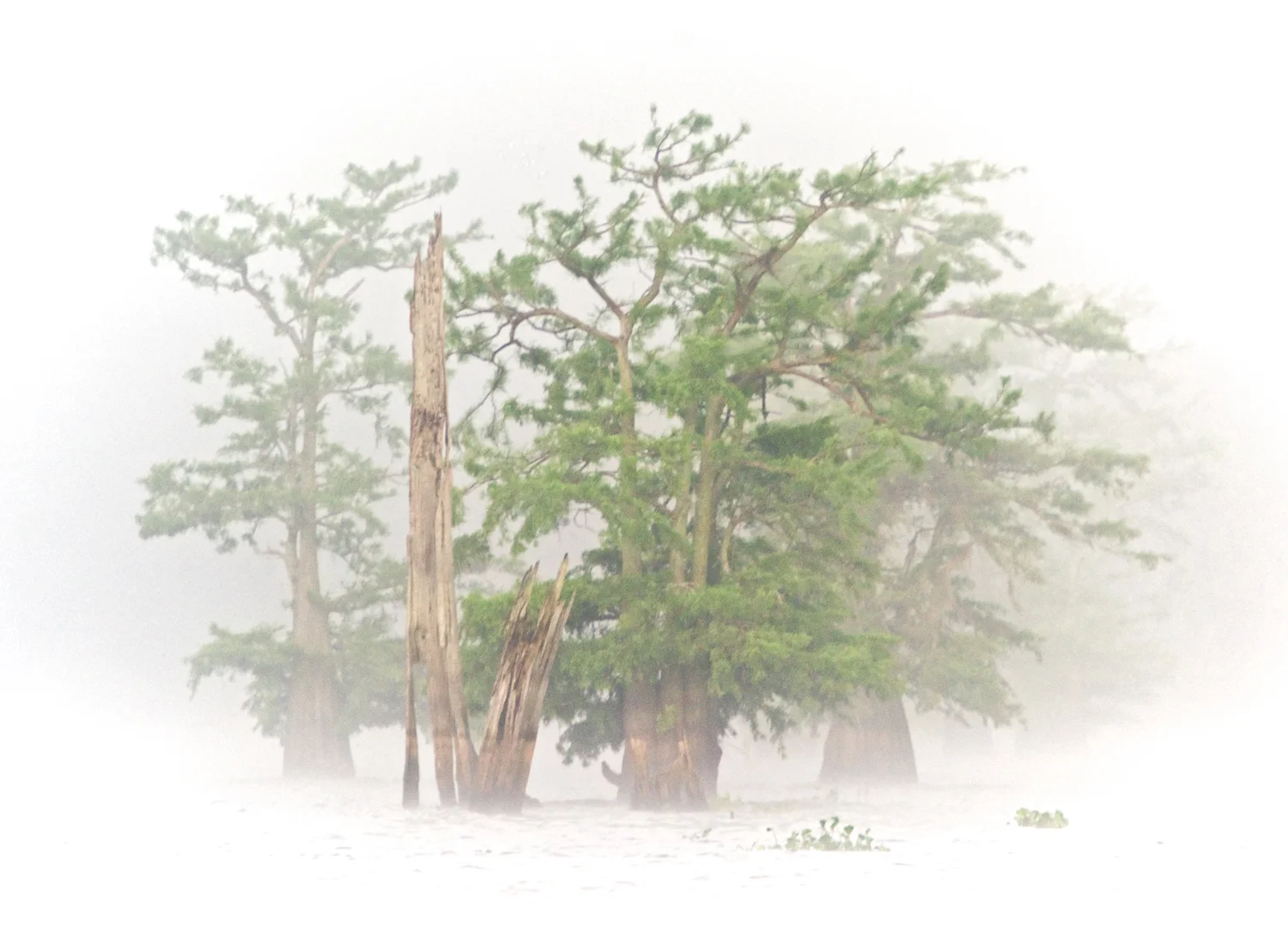 Henderson Foggy Morning