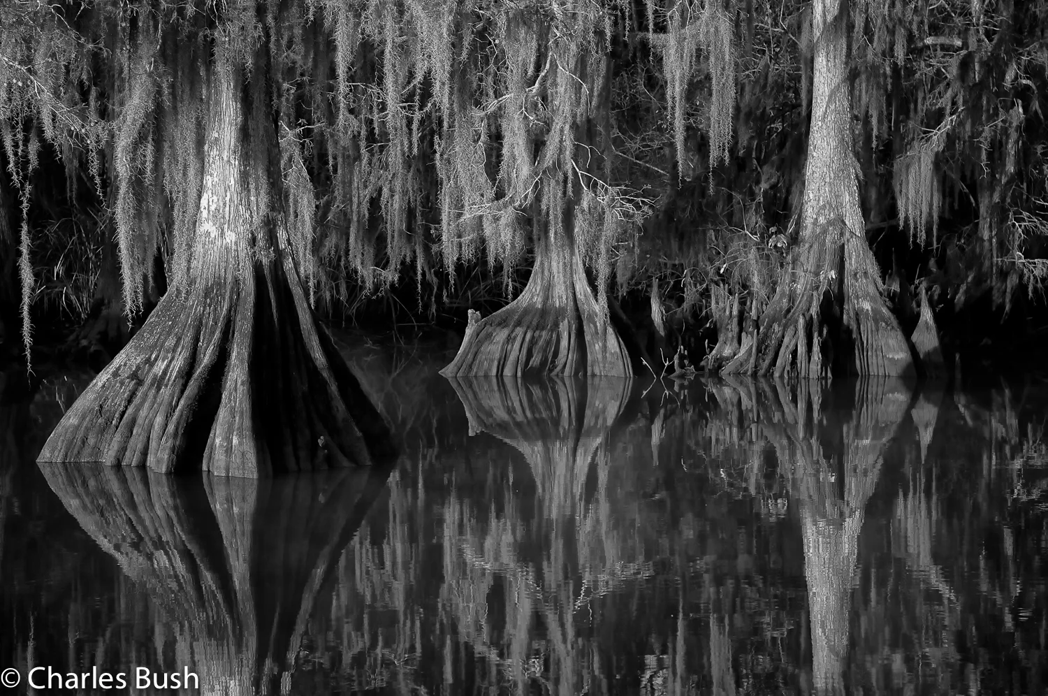 Cypress Trees – Atchafalaya Basin, Lake Dautreve, Louisiana