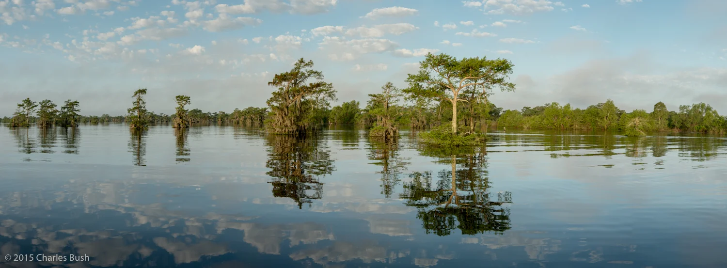 Original Panoramic Image Taken in the Atchafalaya Basin
