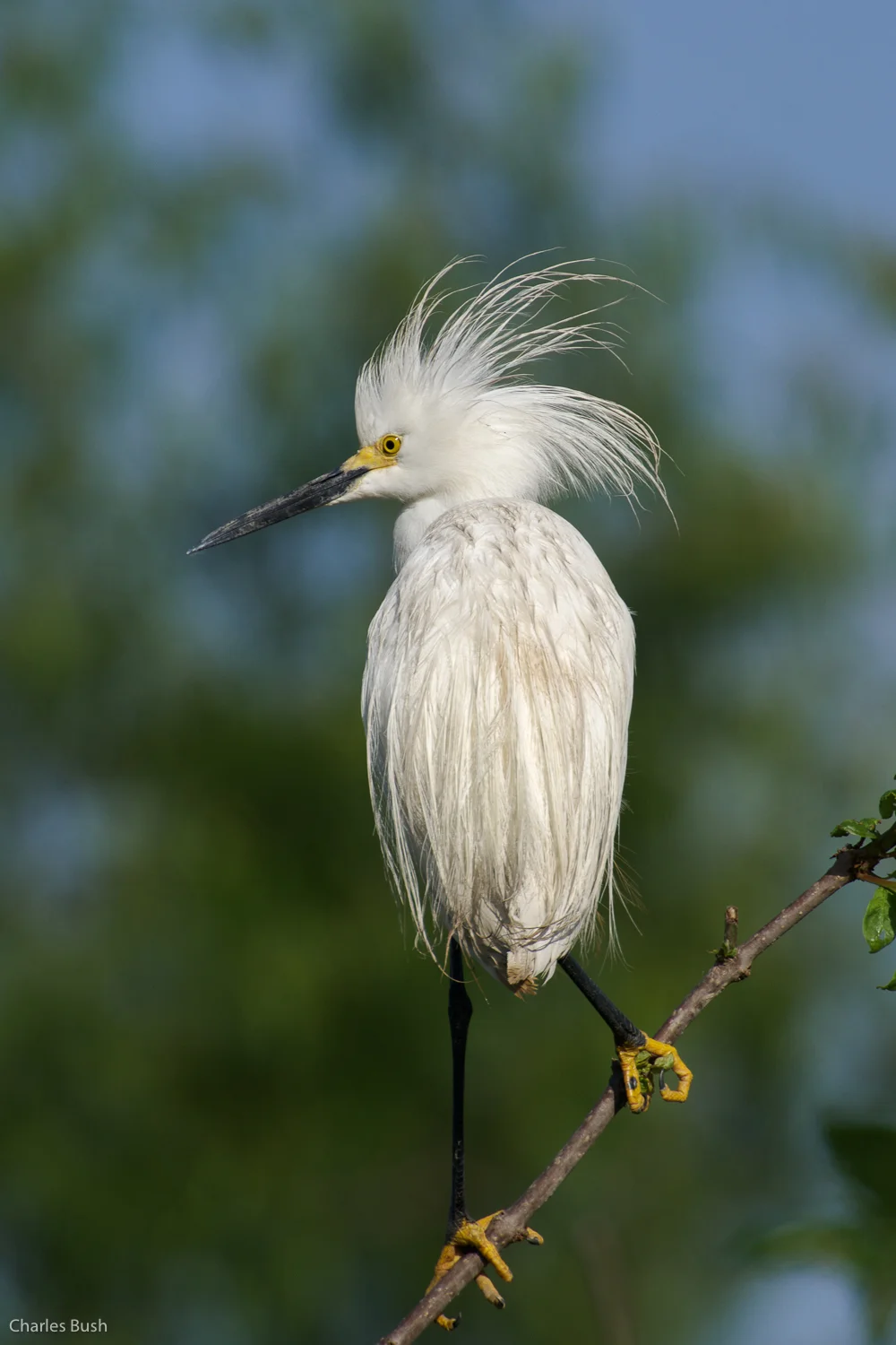 Snowy Egret with Wet Plumes