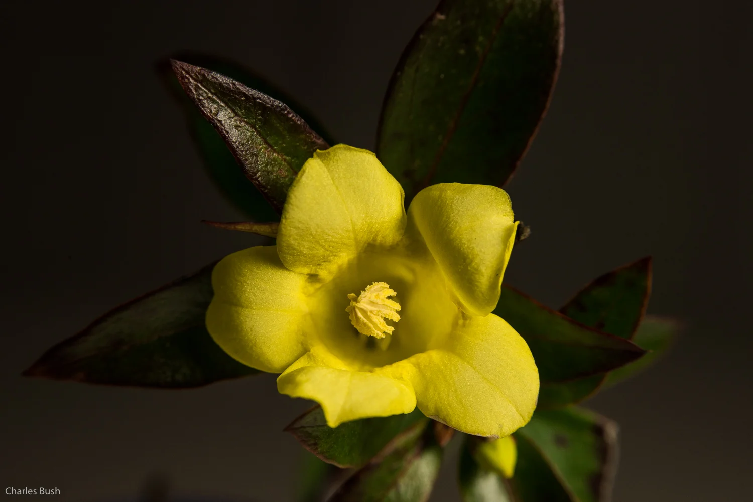 Macro Shot with a Reversed 50mm Lens