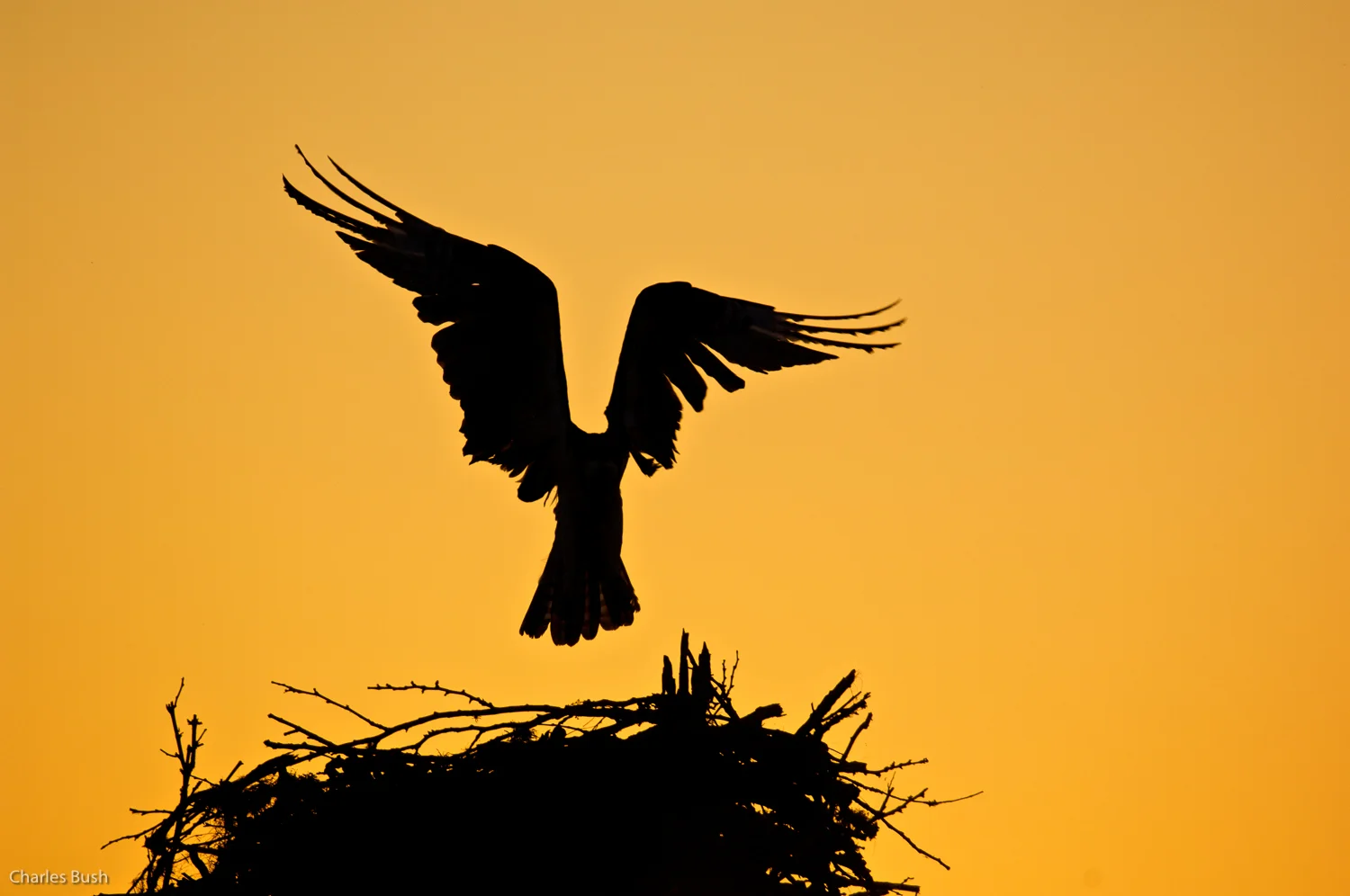 Osprey in Silhouette