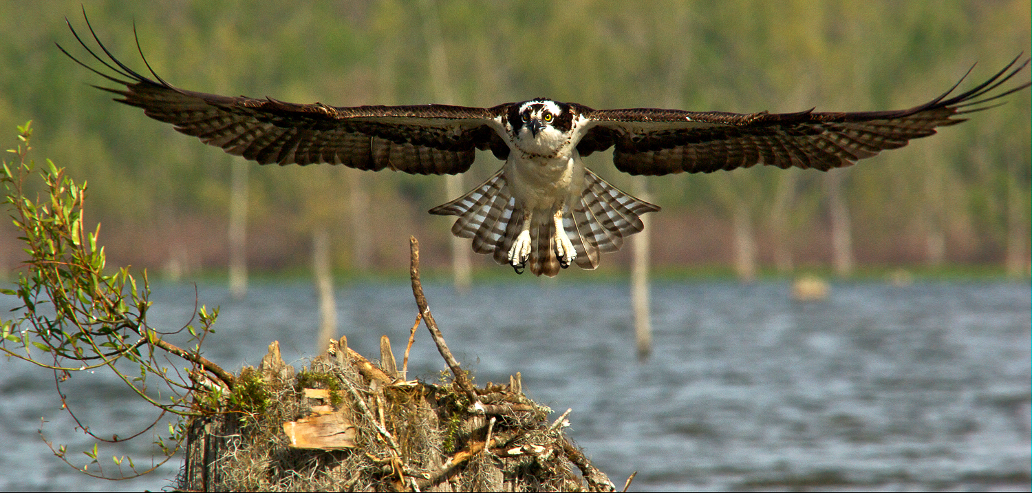 20090330OspreySS2.jpg