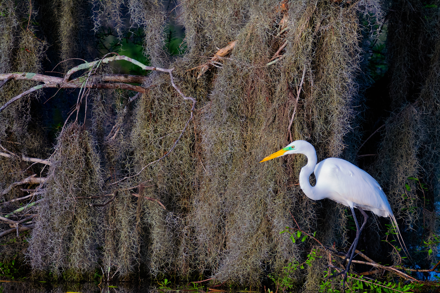 Great Egret / Spanish Moss