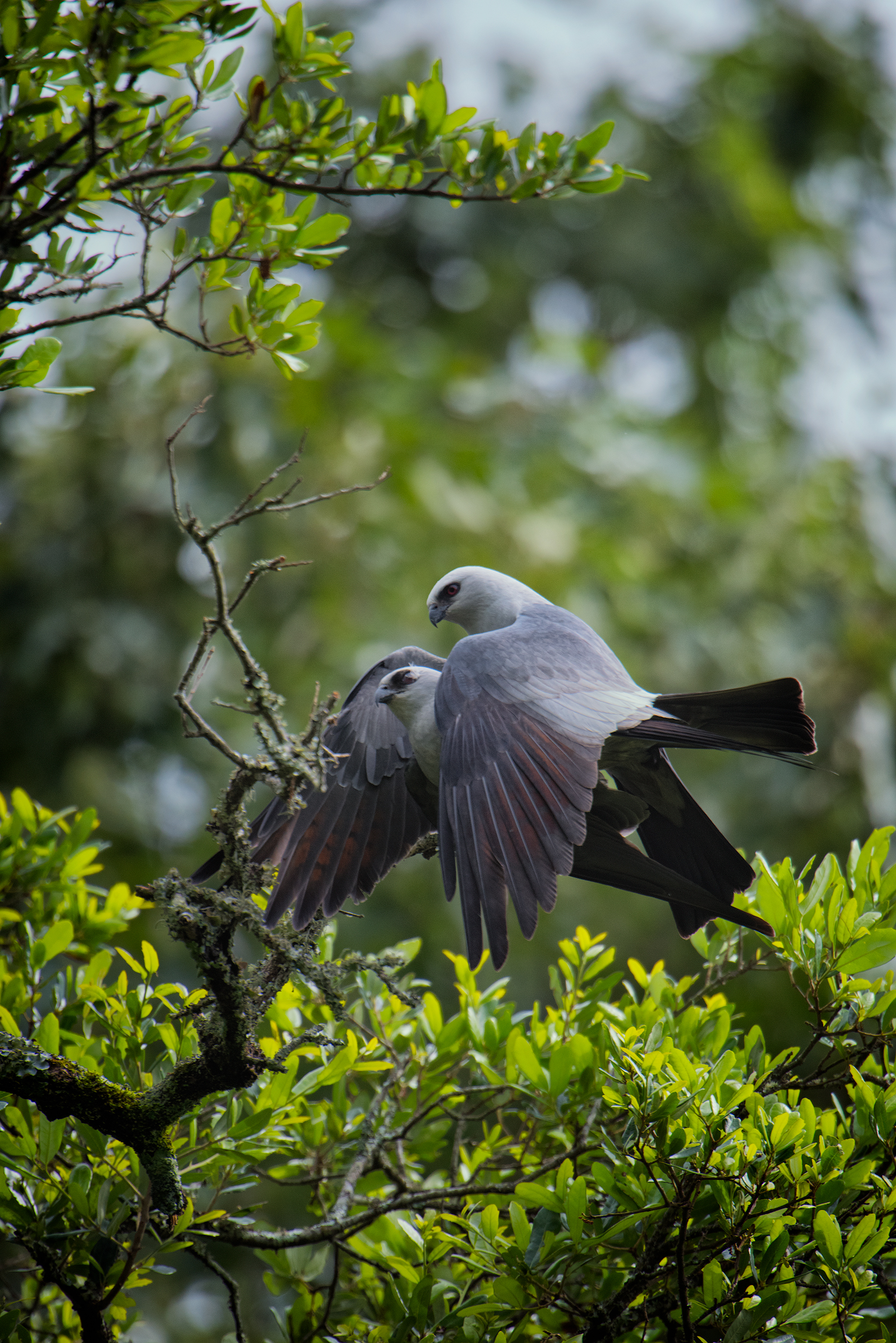Mississippi Kites Mating - Bois Des Chenes B&B
