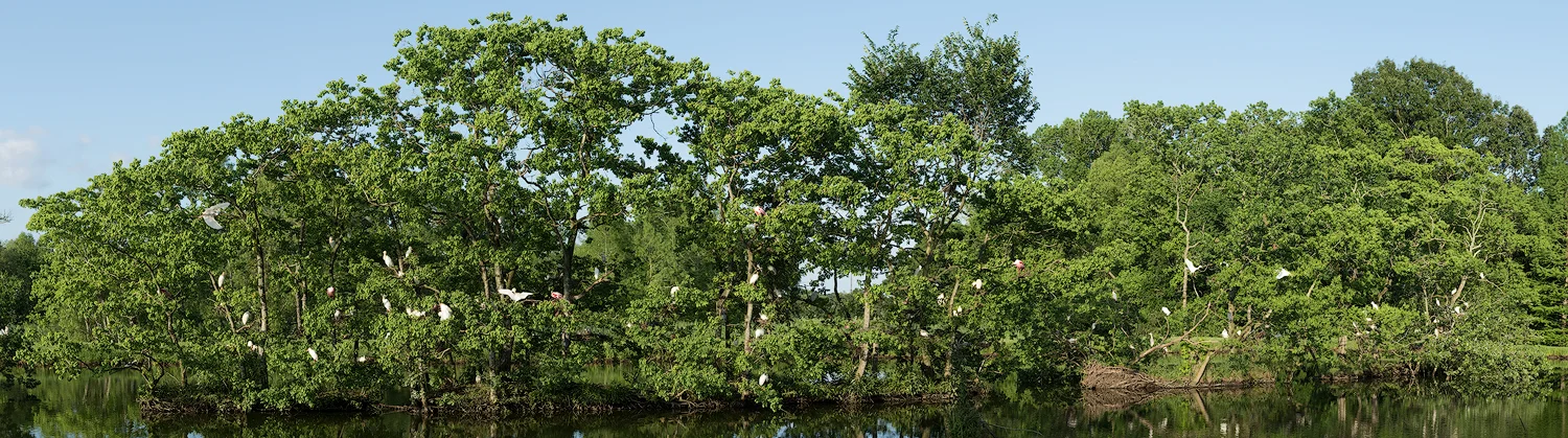 Jefferson Island Rookery - Small Pool