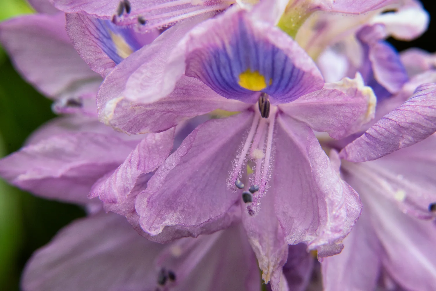 Hyacinth - Atchafalaya Basin