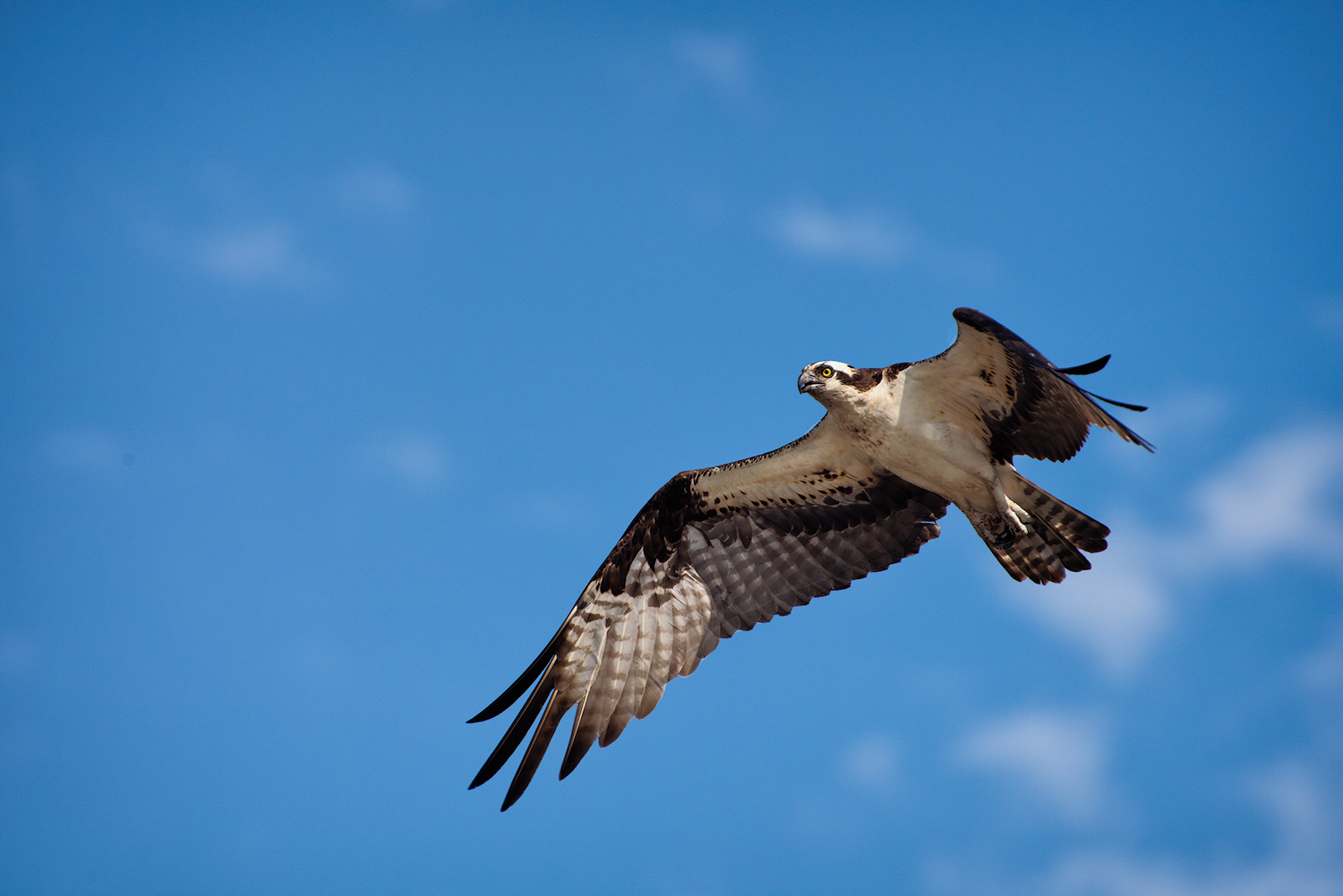 Osprey in Flight Atchafalaya Basin