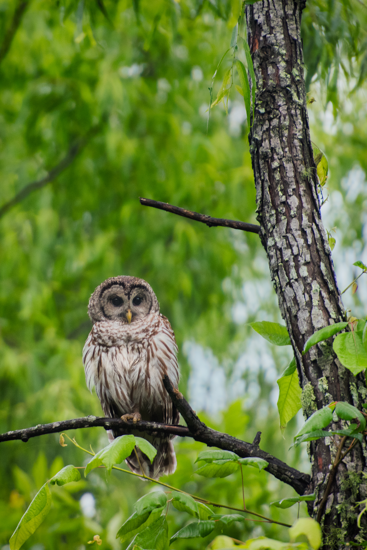 Barred Owl - Lake Martin