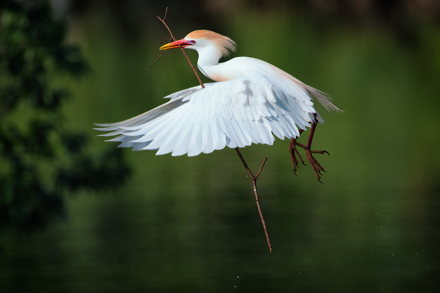 Cattle Egret Returning to Nest with a Stick