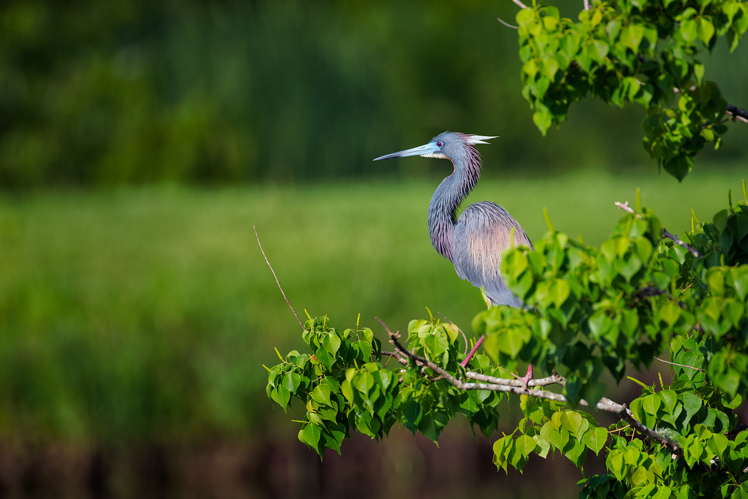 Tricolor Heron - Jefferson Island