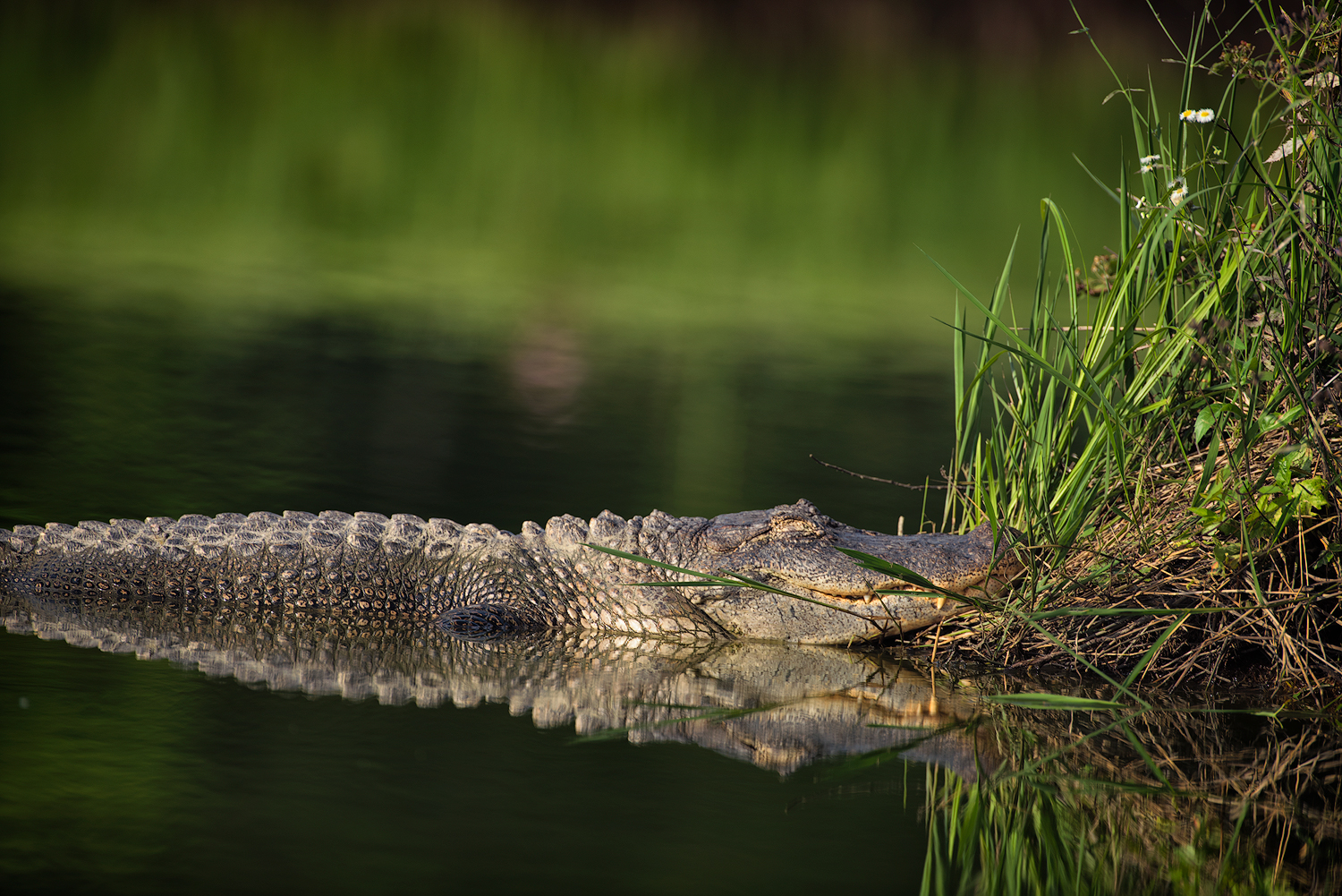 Sleeping Alligator - Jefferson Island