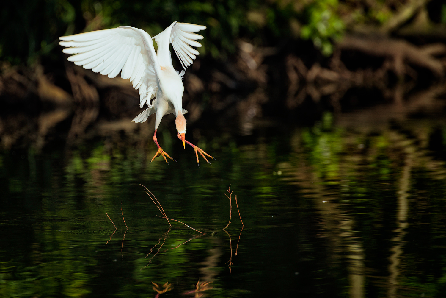 Cattle Egret Diving for a Stick