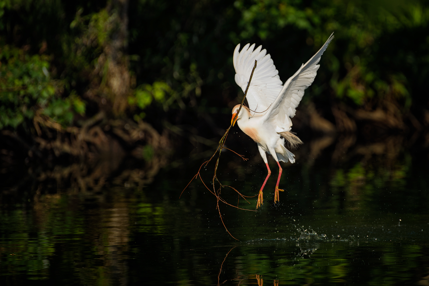 Cattle Egret Taking off with a Stick