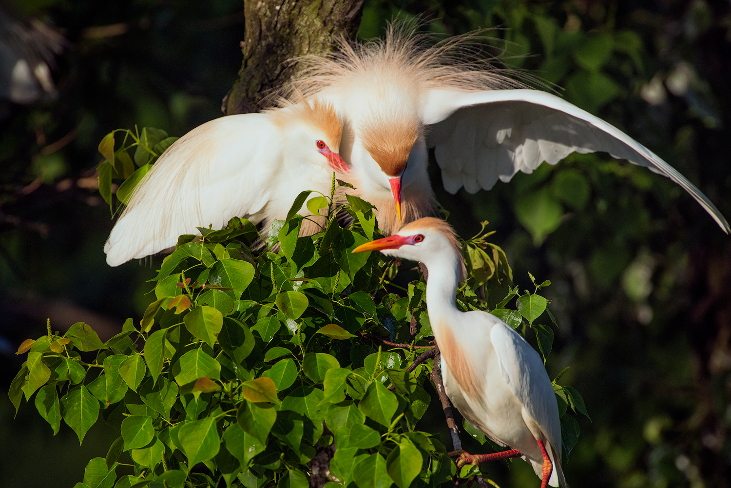 Cattle Egret Encounter - Jefferson Island