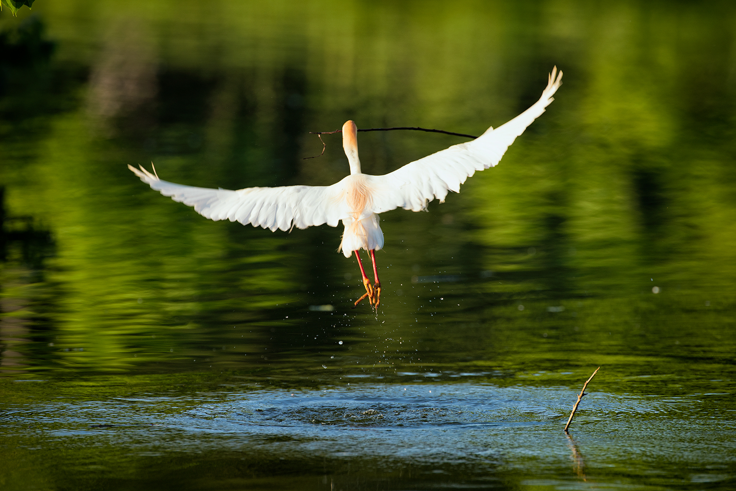 Cattle Egret Flying away with a Stick