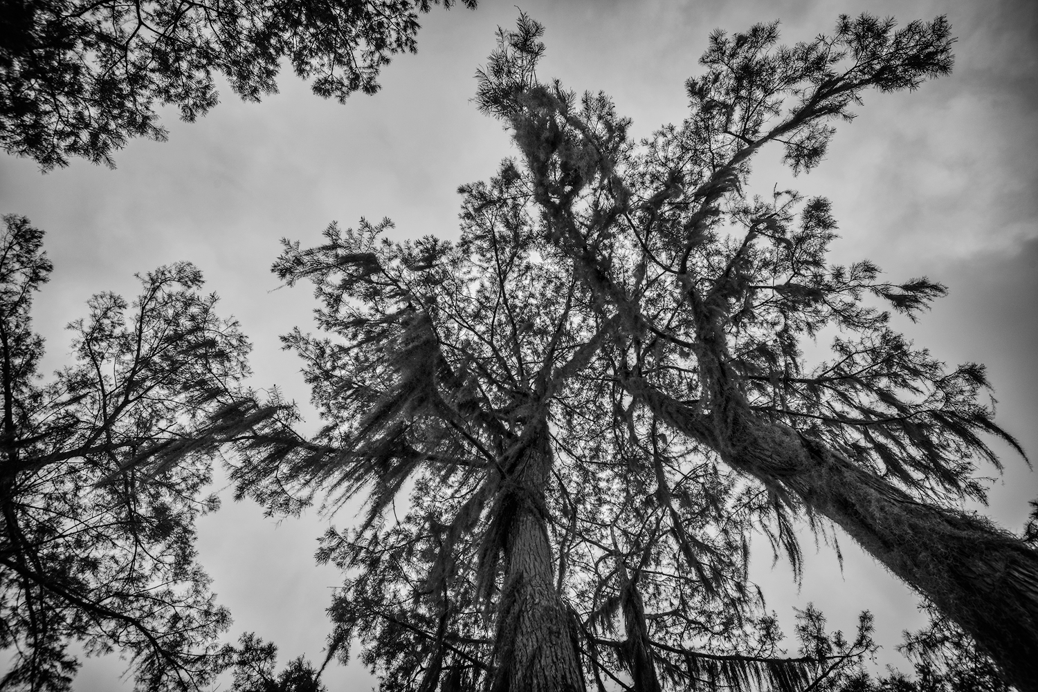 A Cloudy day in the Atchafalaya Basin