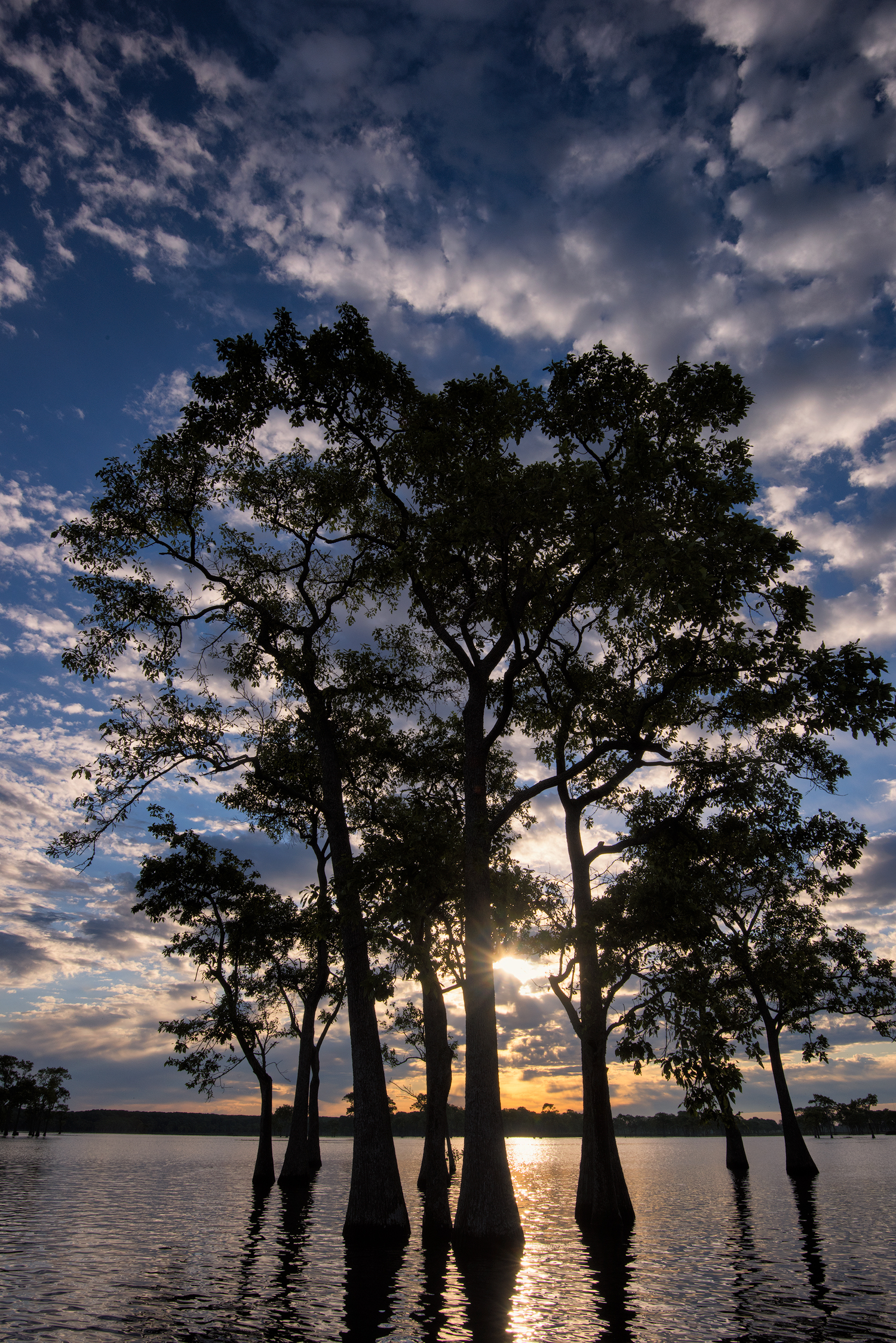 Tupelo at Sunrise - Millers Lake