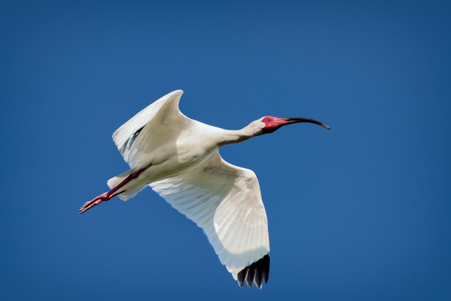 White Ibis in Flight - Millers Lake
