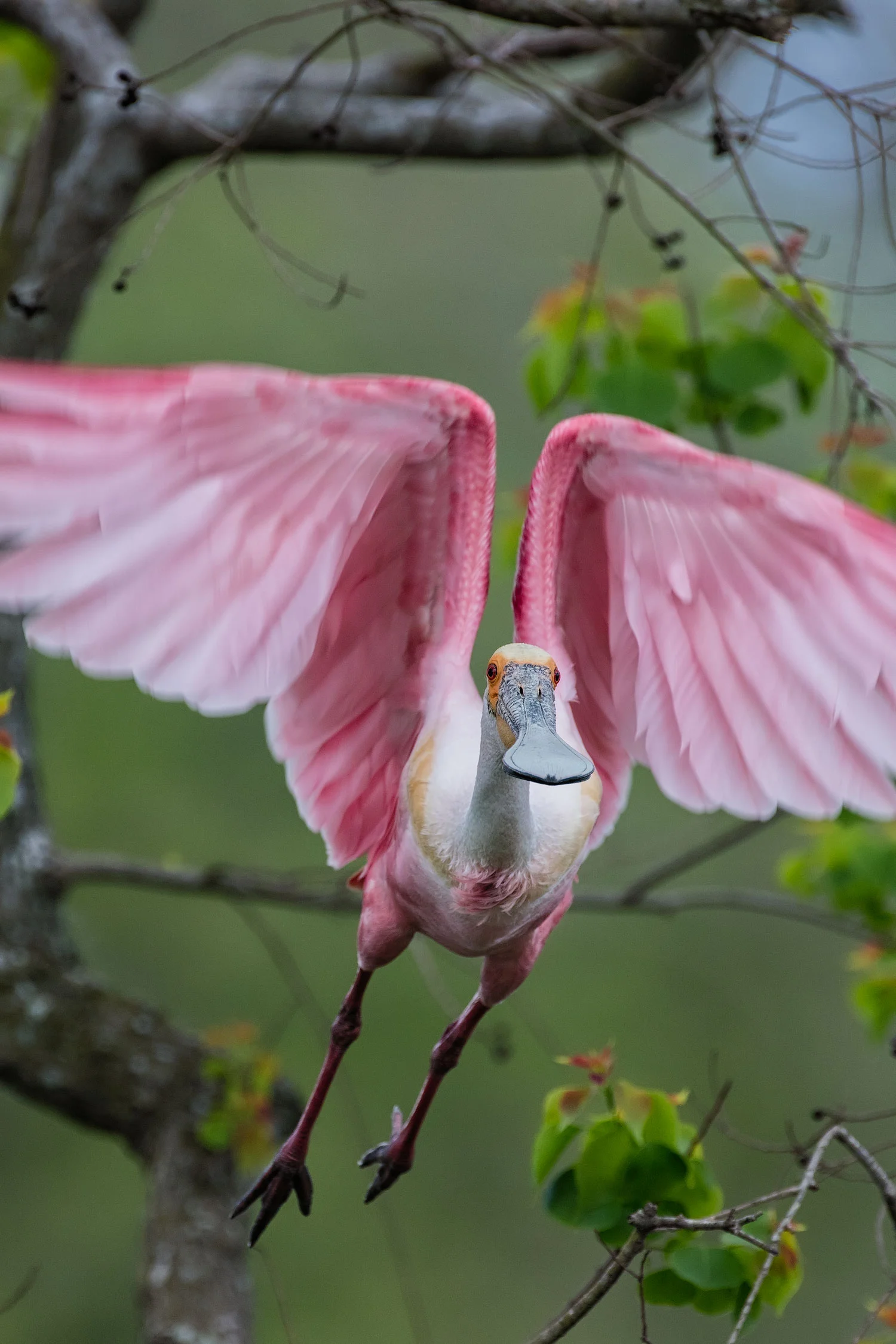 Roseate Spoonbill Taking Flight–Jefferson Island March 2017