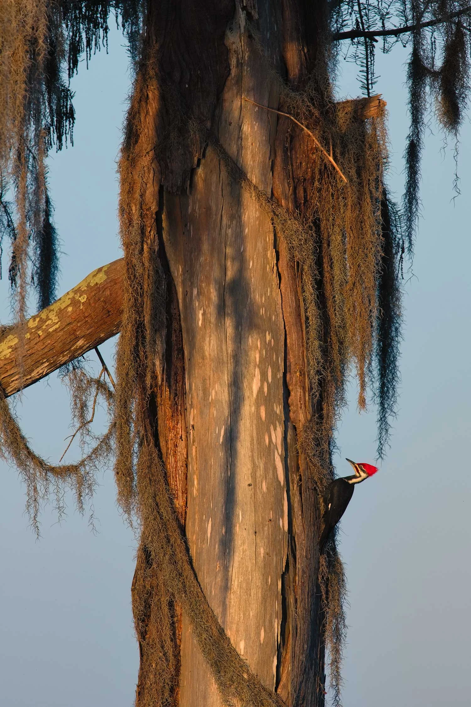 Pileated Woodpecker on Cypress Tree–Lake Martin, Louisiana